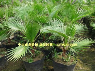 老人葵苗 华棕苗