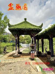 公园小区榕树亭