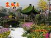 公园小区榕树亭